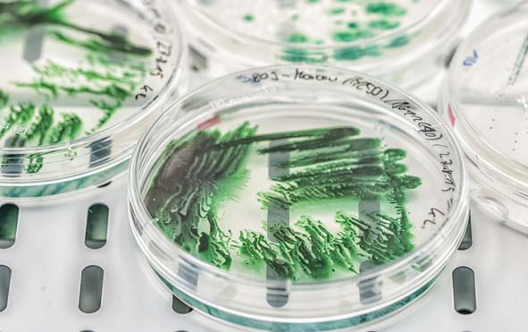 Biofilm of cyanobacteria in Petri dish, Photo: UFZ